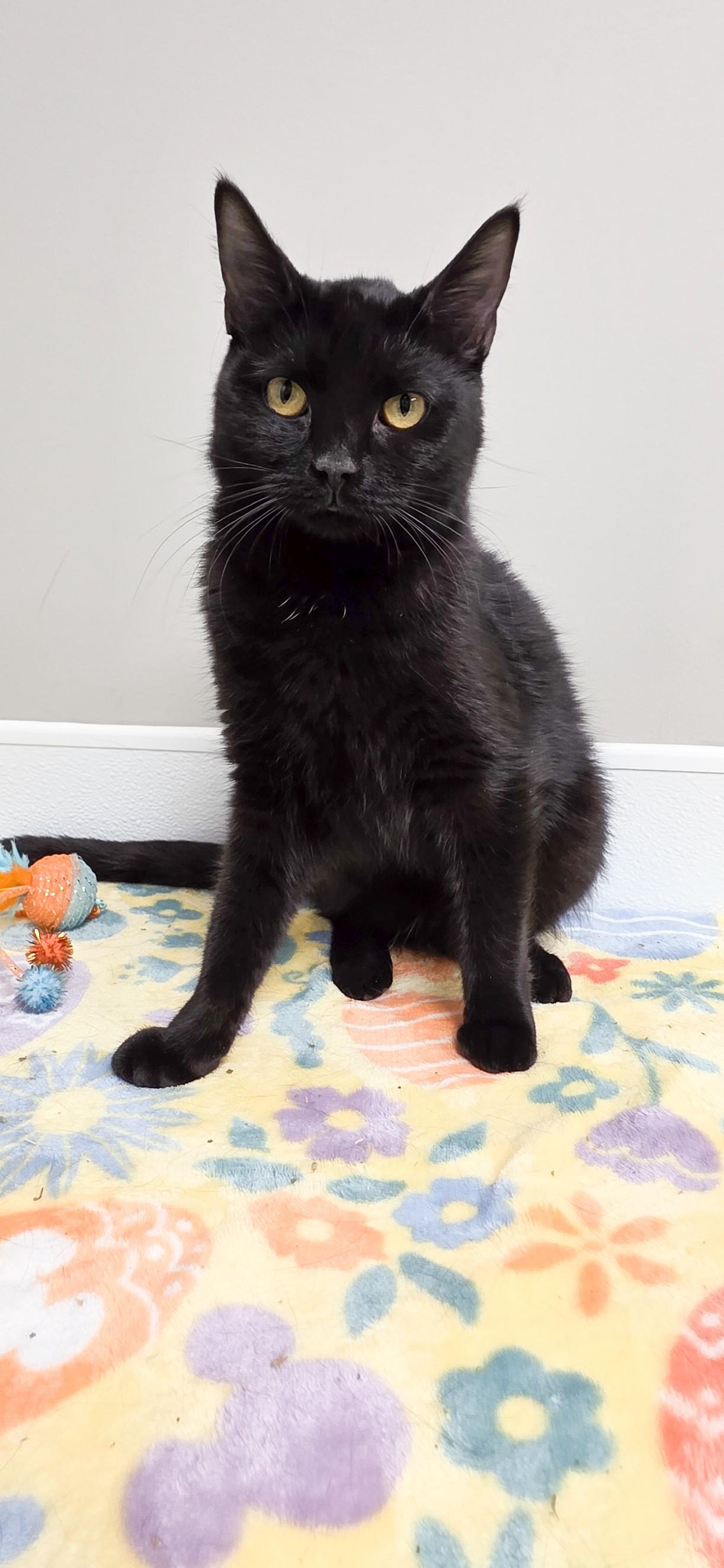 Enlarge Stella, an adopted mixed breed in Shepherdsville, KY image 1/3