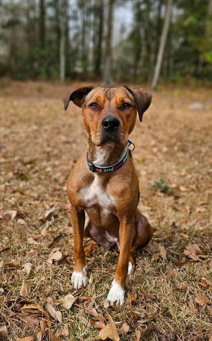 Enlarge Kelsea, a Adoptable Mixed Breed in Savannah, GA image 2/6