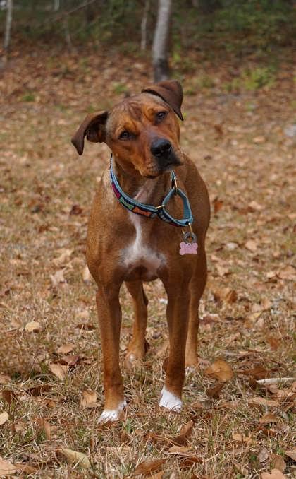 Enlarge Kelsea, a Adoptable Mixed Breed in Savannah, GA image 1/1