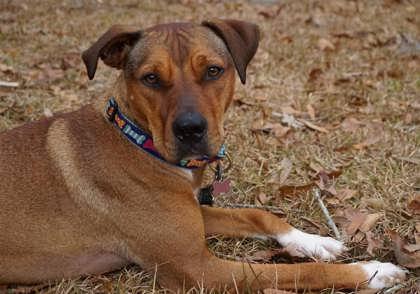 Enlarge Kelsea, a Adoptable Mixed Breed in Savannah, GA image 6/6