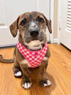 Mocha, Adoptable, Puppy Female Labrador Retriever.