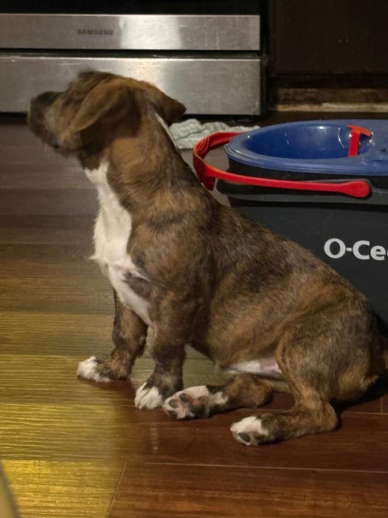 Enlarge Mocha, a Adoptable mixed breed in Reseda, CA image 4/4