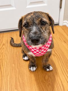 Enlarge Mocha, a Adoptable mixed breed in Reseda, CA image 3/4