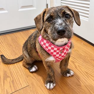 Enlarge Mocha, a Adoptable mixed breed in Reseda, CA image 2/4