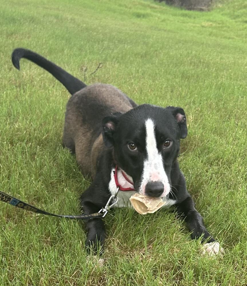 Chunk, Adoptable, Young Male Border Collie & Labrador Retriever.