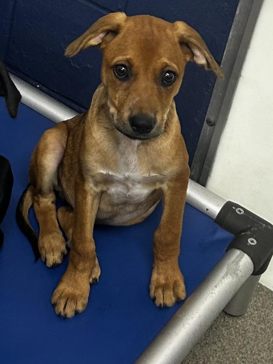 Little bit 4 months female AVAILABLE 8/12, Adoptable, Young Female Labrador Retriever.