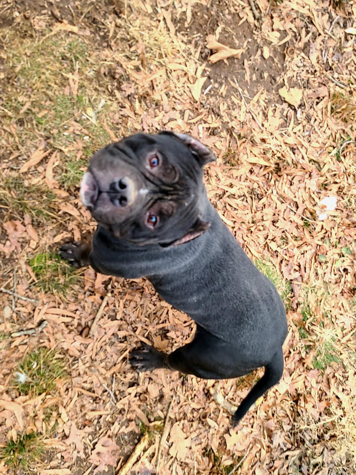 Billy D, Adoptable, Adult Male American Bulldog.