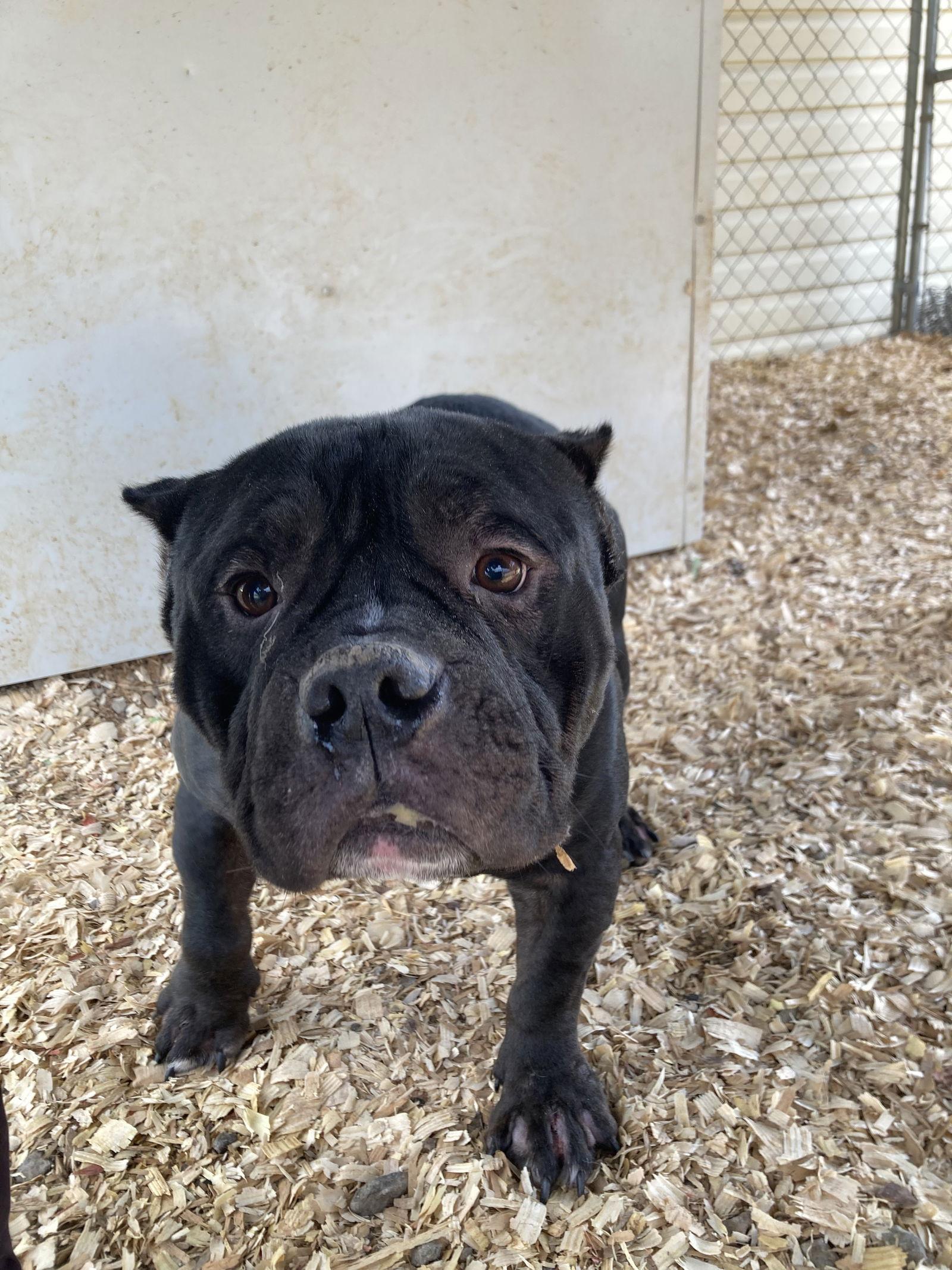 Billy D, a Adoptable American Bulldog in Chatham, VA image 2/3