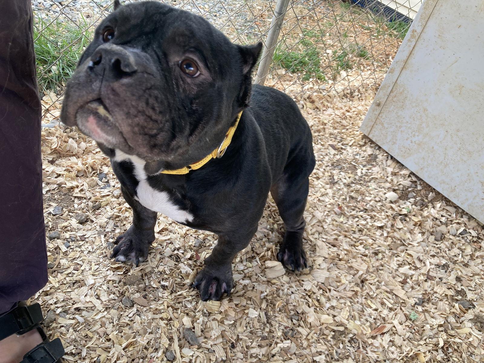 Billy D, a Adoptable American Bulldog in Chatham, VA image 3/3