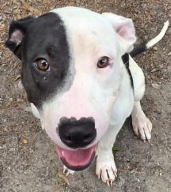 Lu, Adoptable, Young Female Mixed Breed & Mixed Breed.