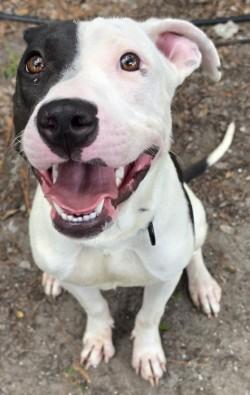 Lu, a Adoptable mixed breed in Savannah, GA image 2/3