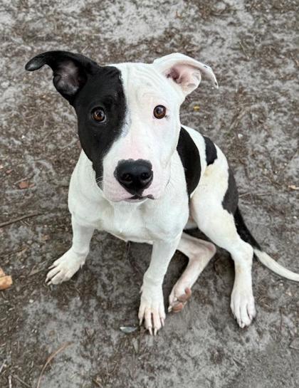 Lu, a Adoptable mixed breed in Savannah, GA image 3/3