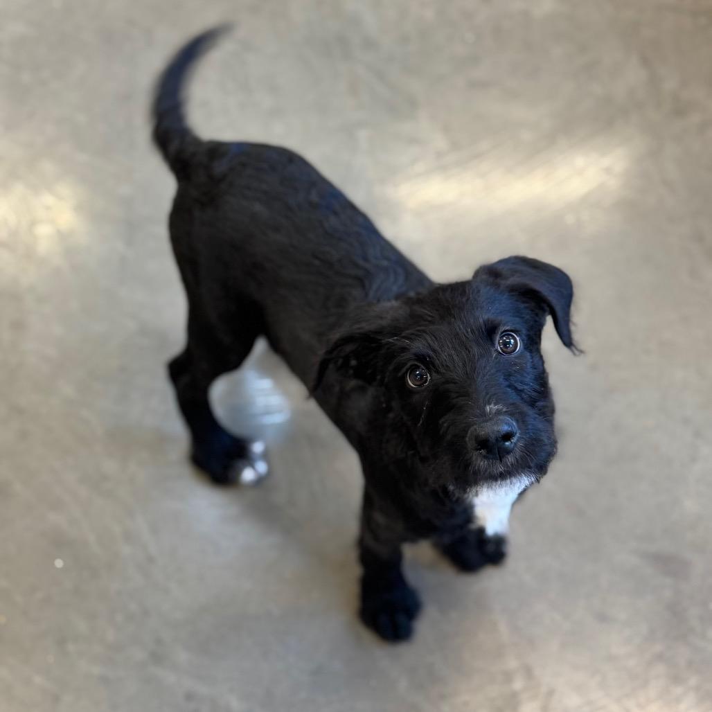 Enlarge Prancer, a Adoptable Mixed Breed in Mankato, MN image 1/3