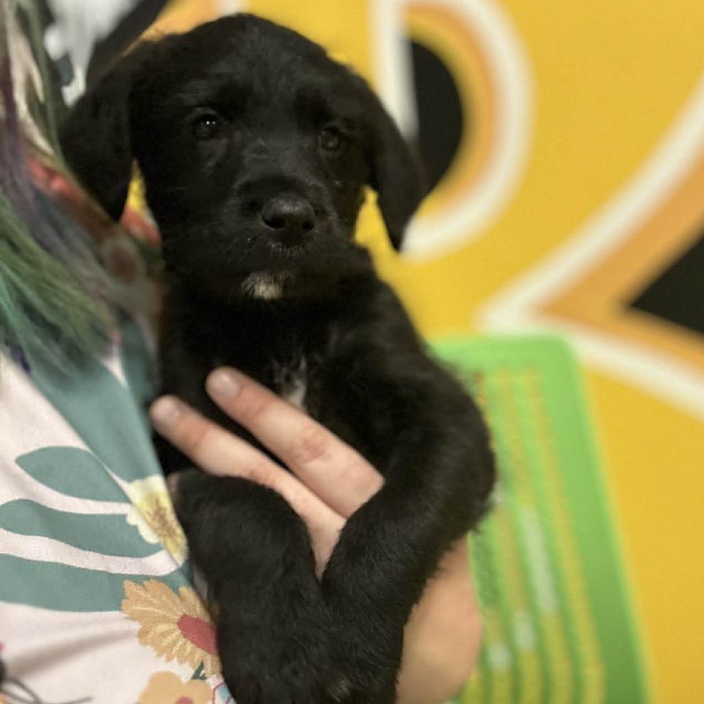 Enlarge Prancer, a Adoptable Mixed Breed in Mankato, MN image 1/2