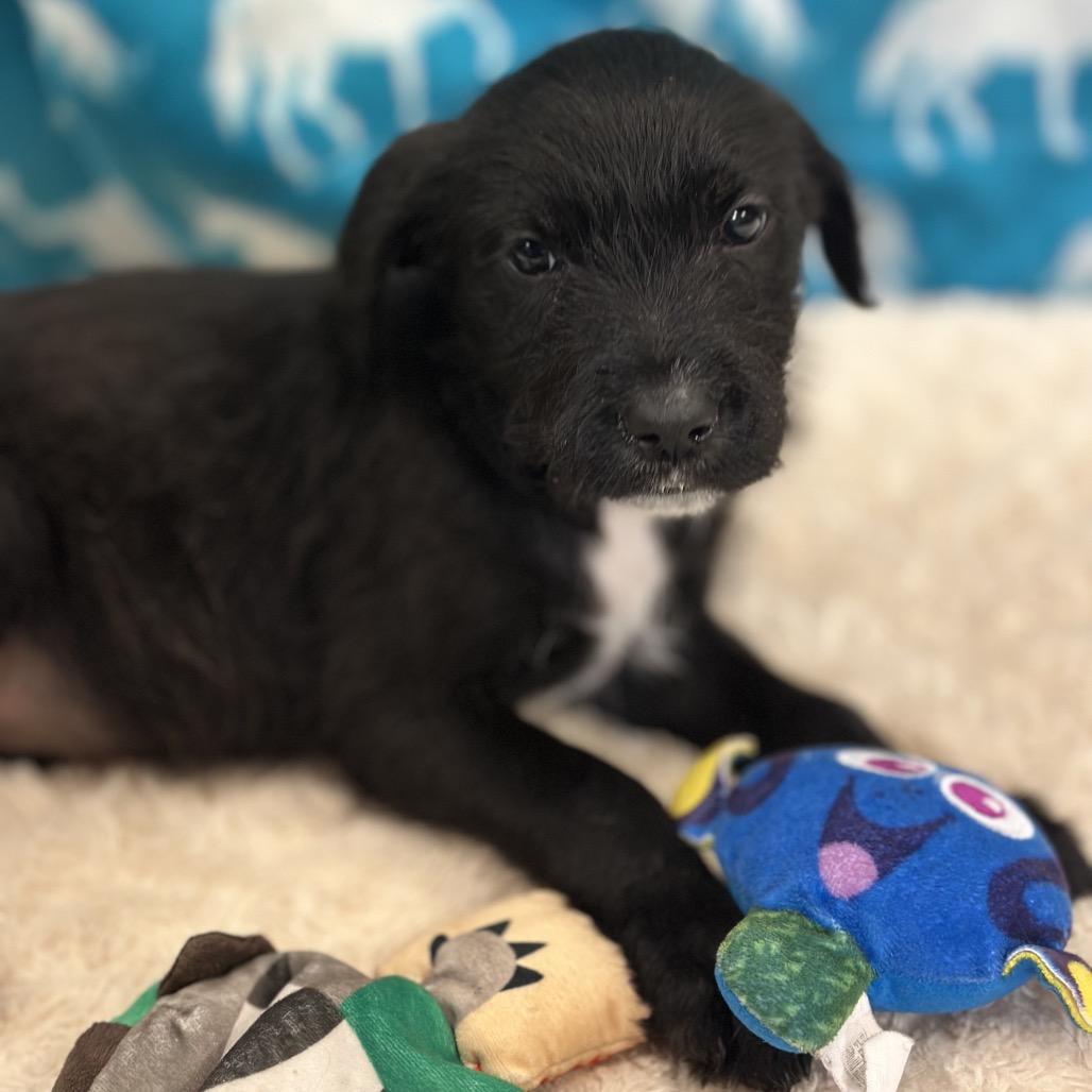 Enlarge Prancer, a Adoptable Mixed Breed in Mankato, MN image 2/2