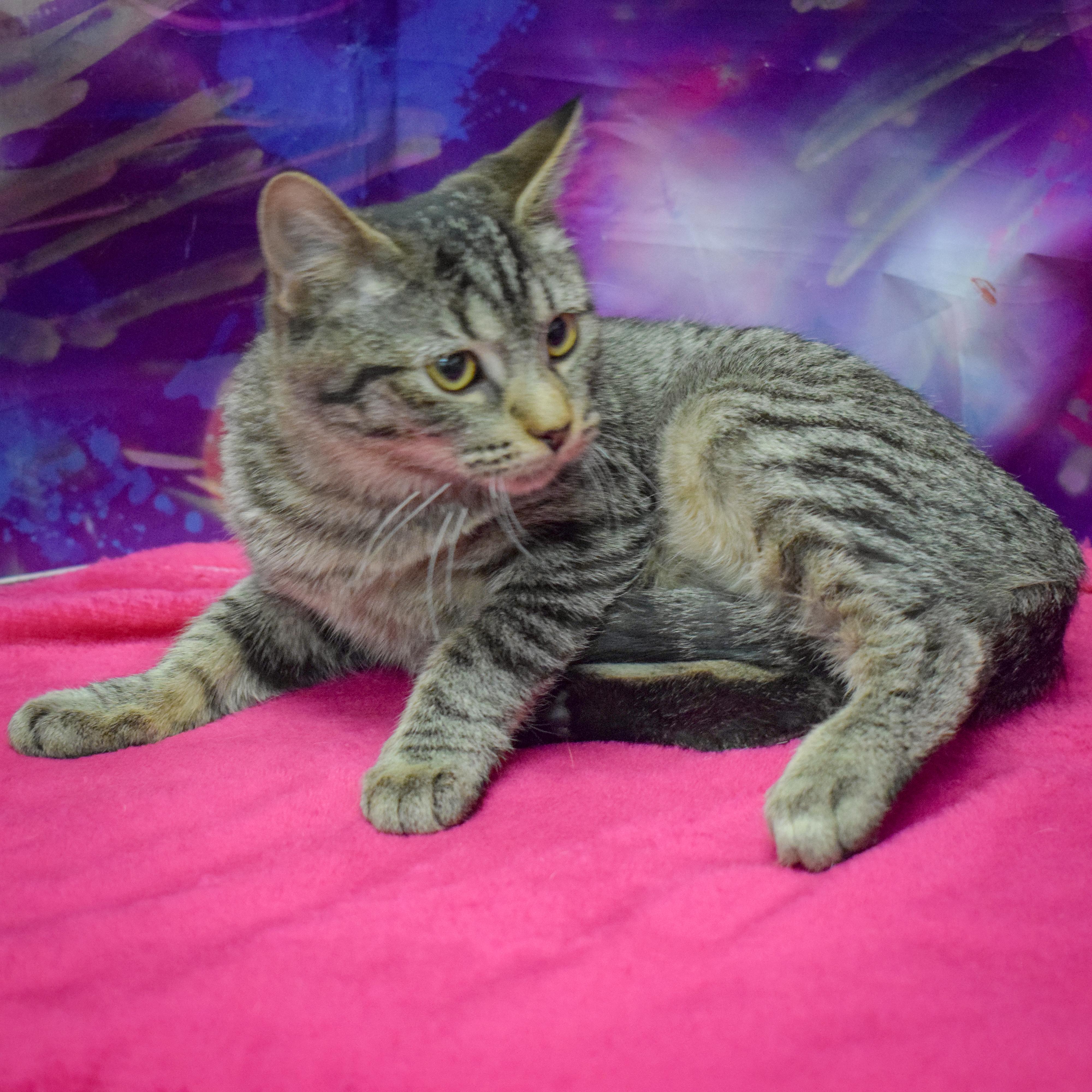 Enlarge Tater Tot, a Adoptable mixed breed in Huntley, IL image 6/6