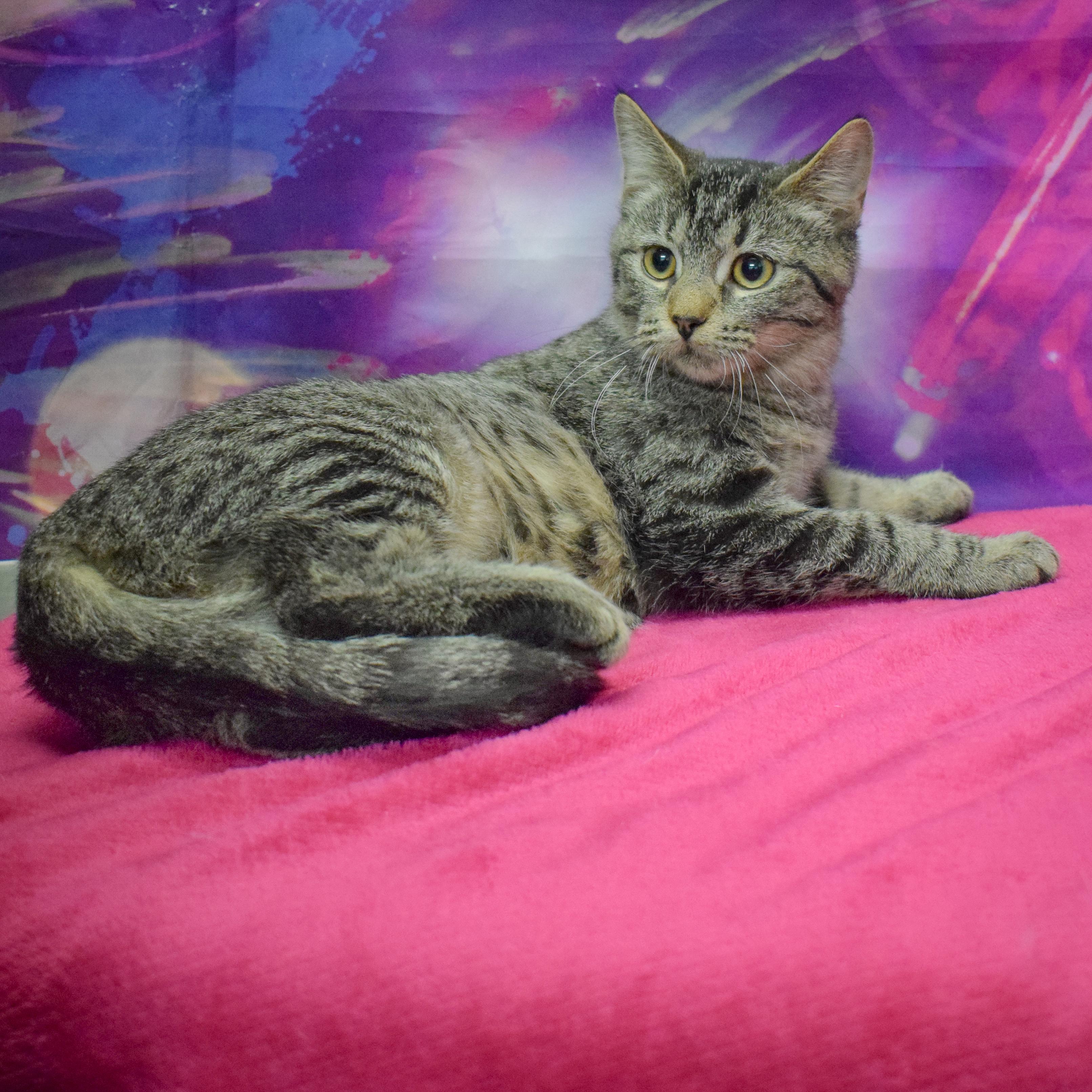 Enlarge Tater Tot, a Adoptable mixed breed in Huntley, IL image 4/6