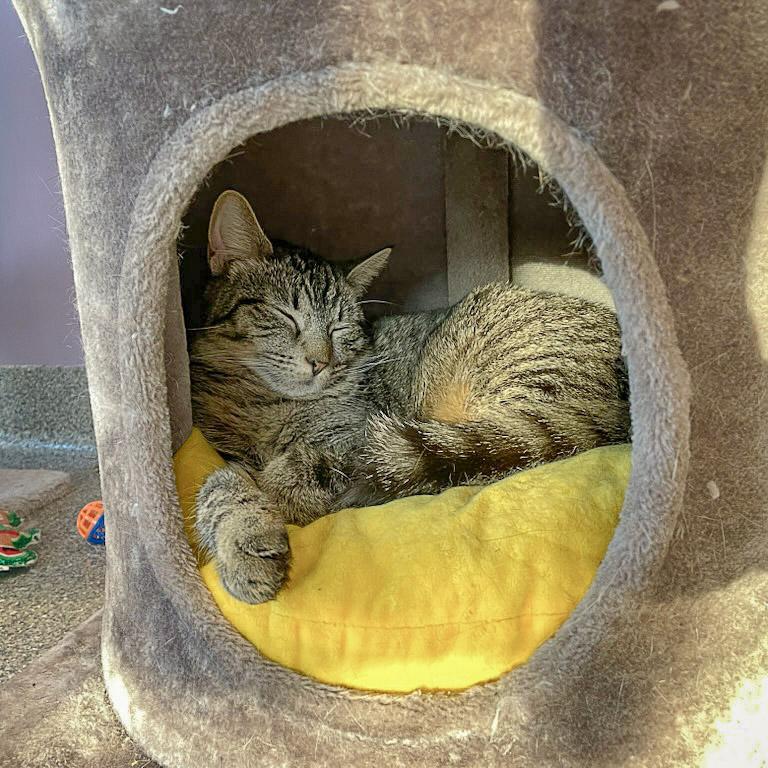 Enlarge Tater Tot, a Adoptable mixed breed in Huntley, IL image 3/6