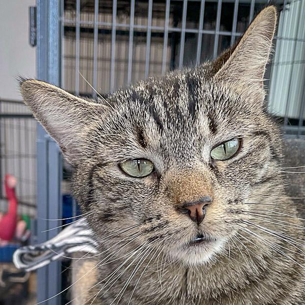 Tater Tot, a Adoptable mixed breed in Huntley, IL image 1/6