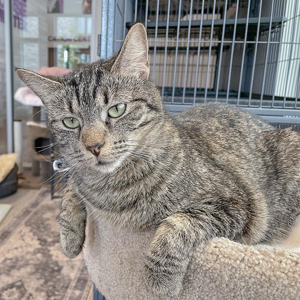 Tater Tot, a Adoptable mixed breed in Huntley, IL image 2/6