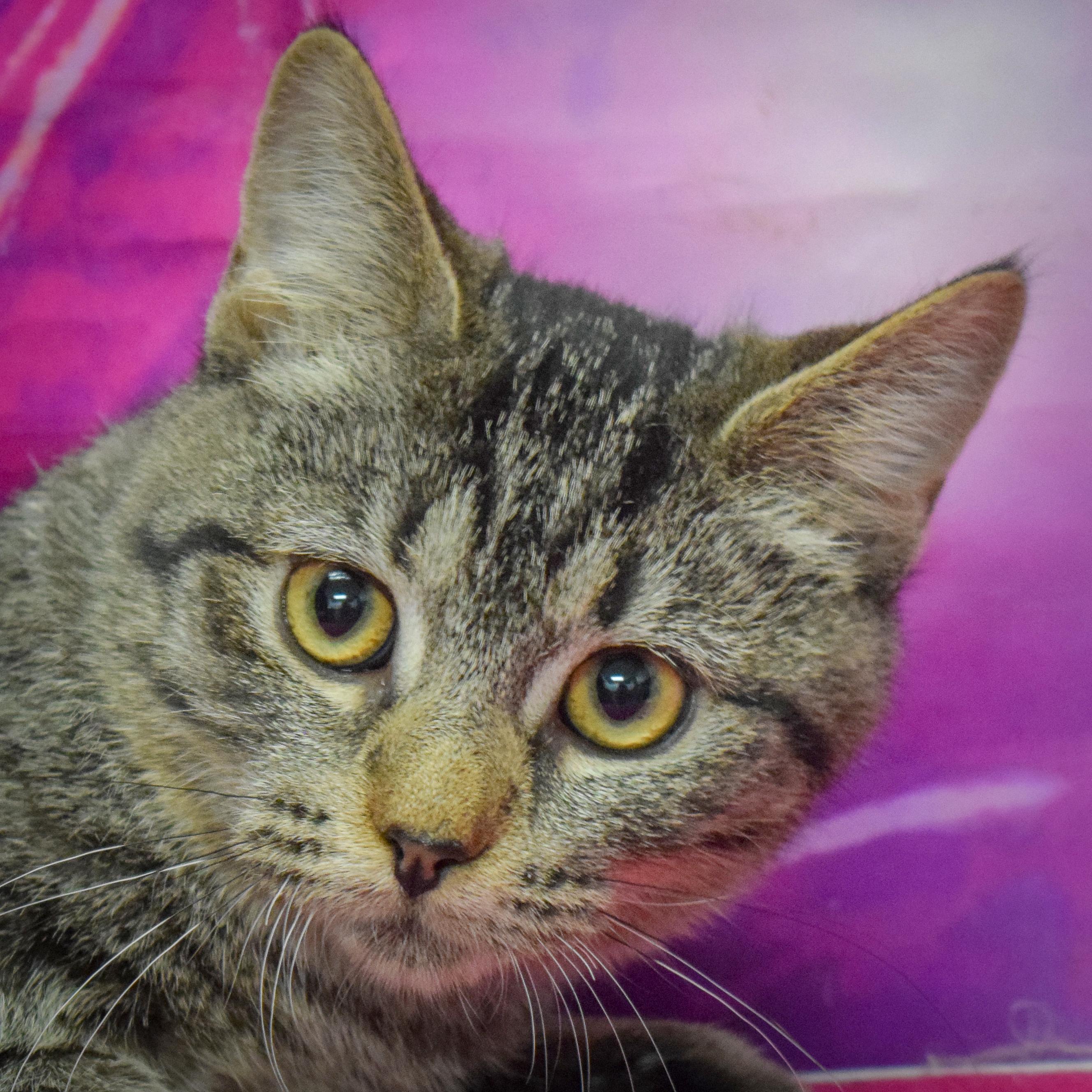 Enlarge Tater Tot, a Adoptable mixed breed in Huntley, IL image 1/6