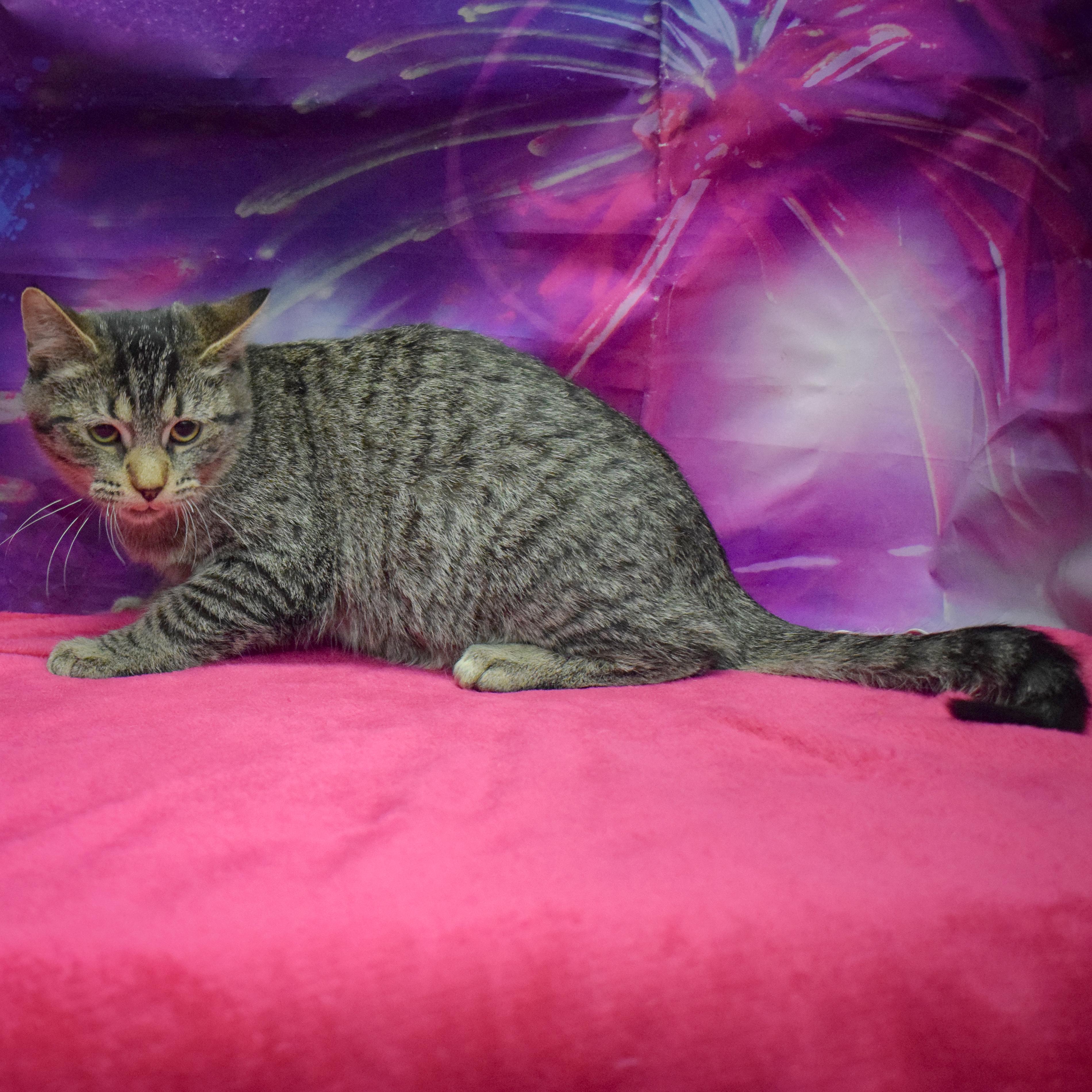 Enlarge Tater Tot, a Adoptable mixed breed in Huntley, IL image 5/6