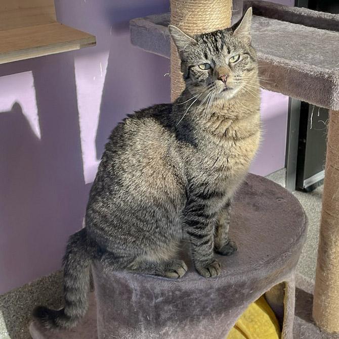 Enlarge Tater Tot, a Adoptable mixed breed in Huntley, IL image 2/6