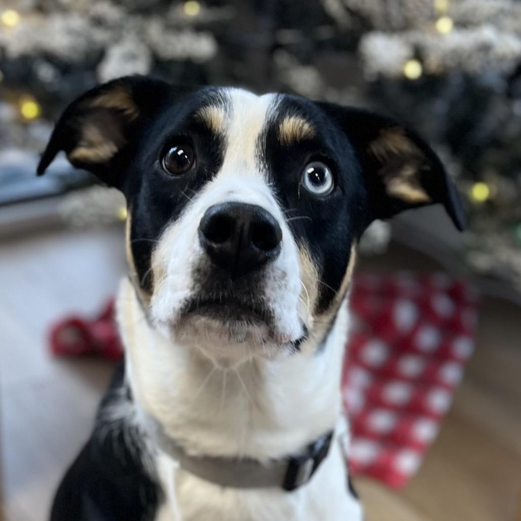 Skillet, Adoptable, Young Male Husky & Beagle.