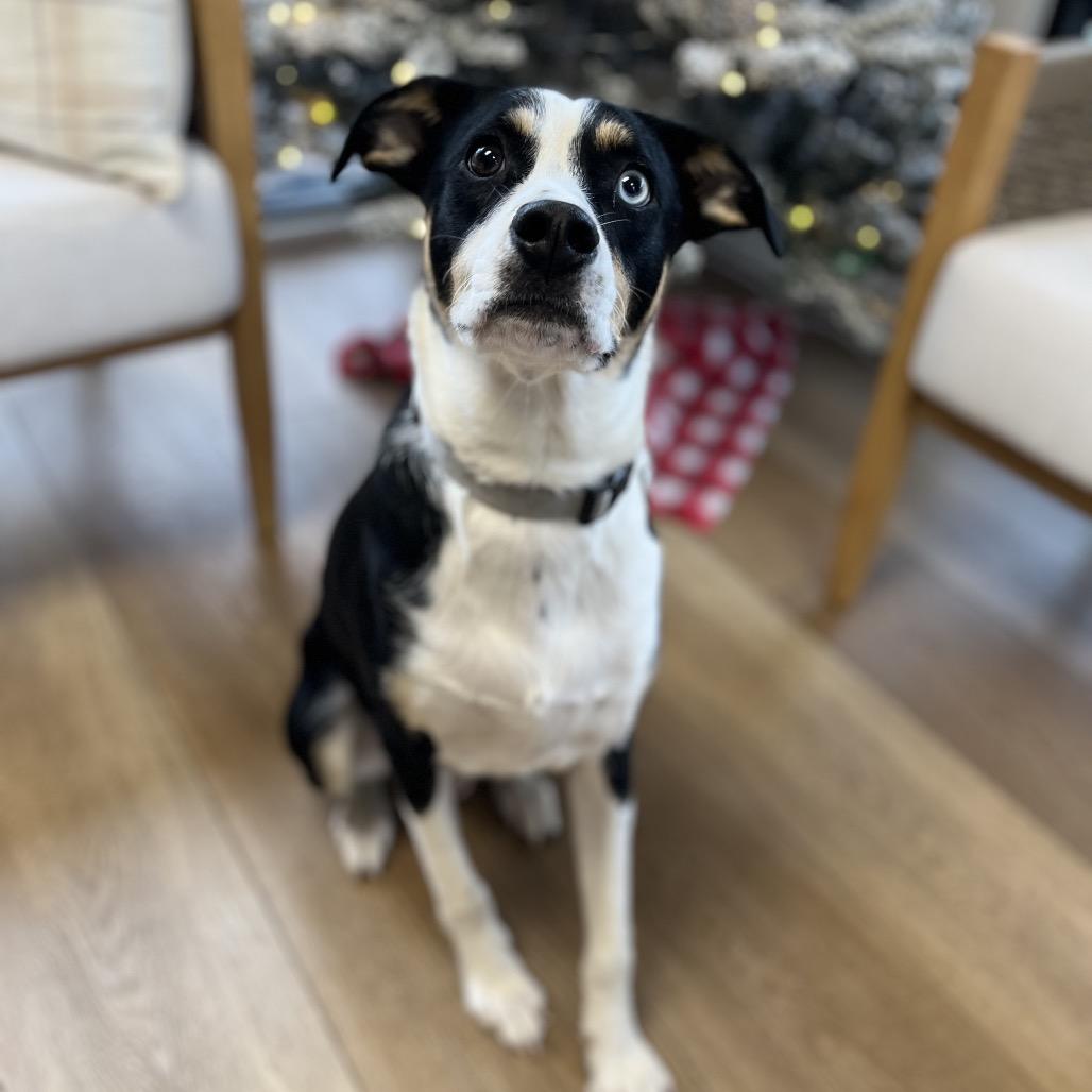 Enlarge Skillet, a Adoptable mixed breed in Chesapeake, VA image 2/6