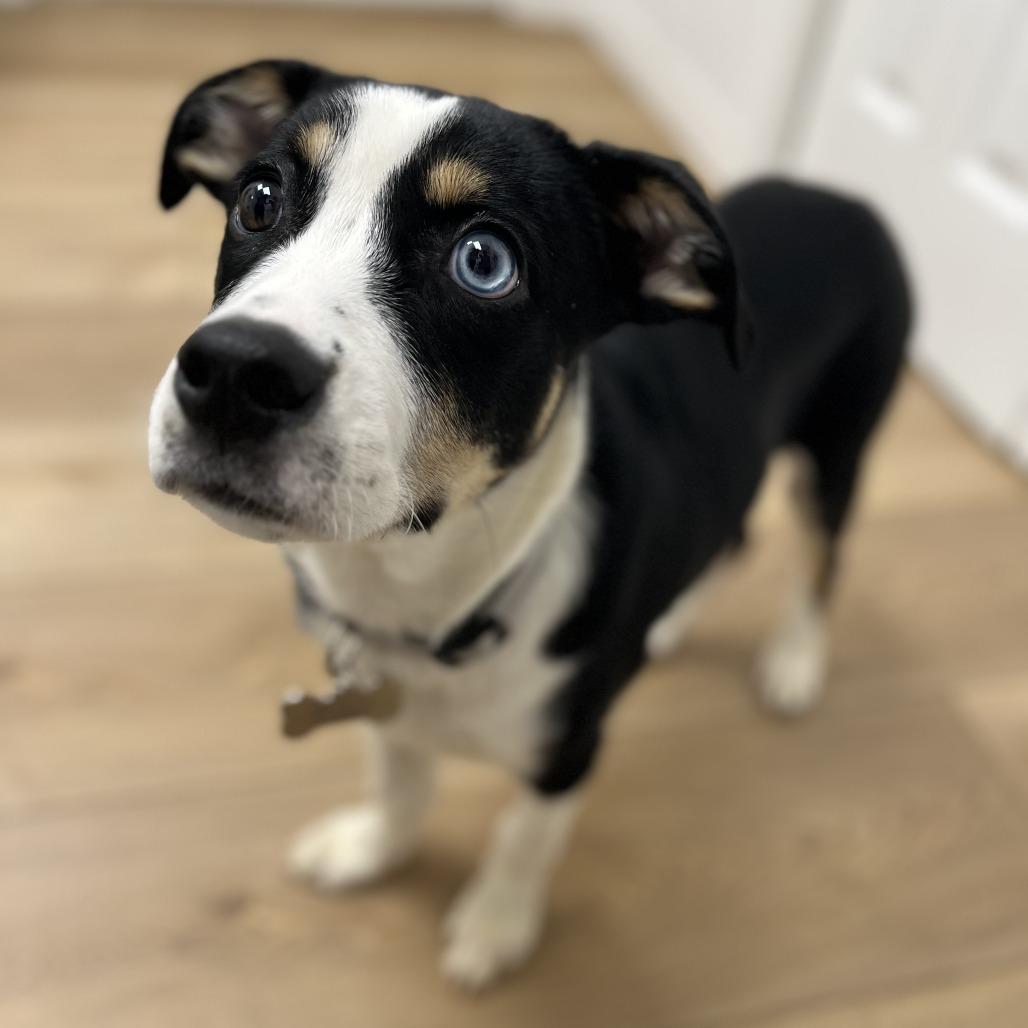 Enlarge Skillet, a Adoptable mixed breed in Chesapeake, VA image 3/6