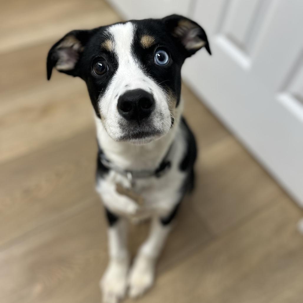 Enlarge Skillet, a Adoptable mixed breed in Chesapeake, VA image 4/6