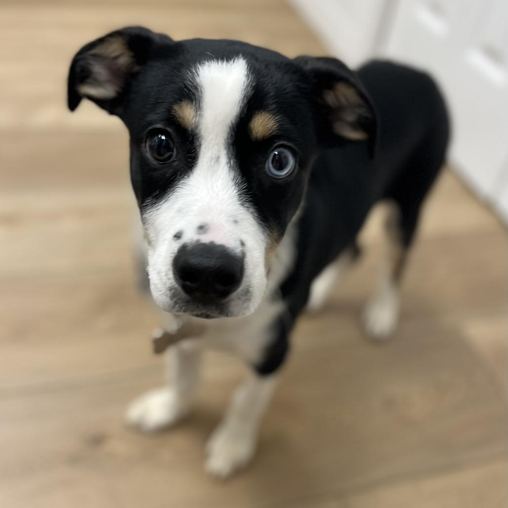 Enlarge Skillet, a Adoptable mixed breed in Chesapeake, VA image 5/6