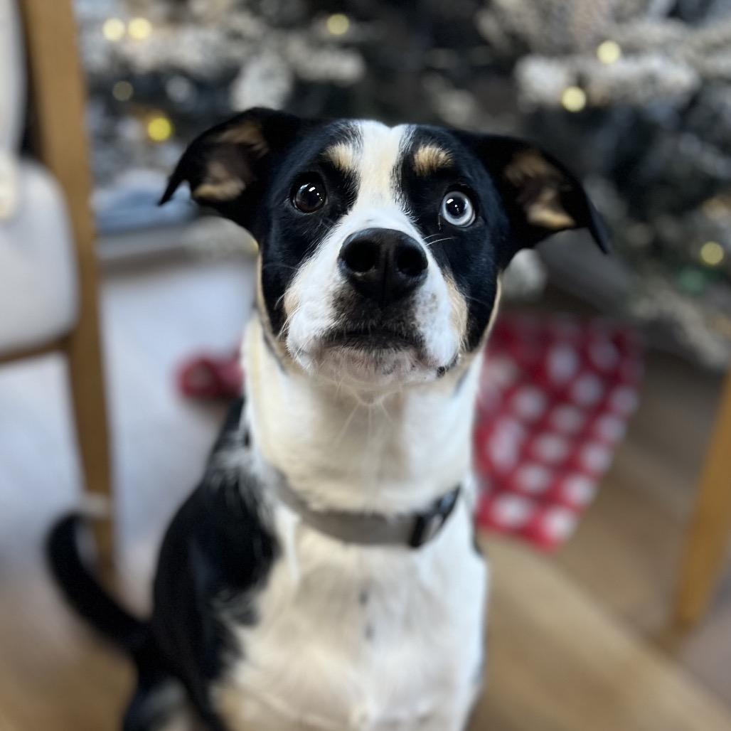 Enlarge Skillet, a Adoptable mixed breed in Chesapeake, VA image 6/6