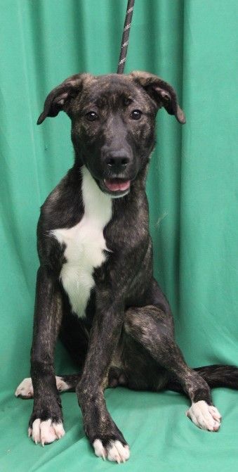 Enlarge Dakota, a Adopted Dutch Shepherd in Mechanicsville, MD image 1/2