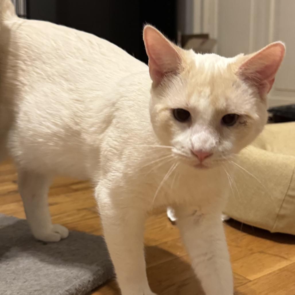 Marc, Adoptable, Young Male Siamese.