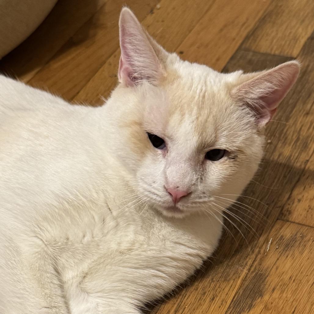 Marc, a Adoptable Siamese in mount vernon, AR image 2/2