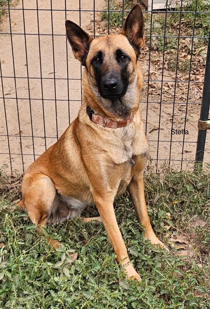 Enlarge Stella, a Adoptable Belgian Shepherd / Malinois in Rome, GA image 1/1