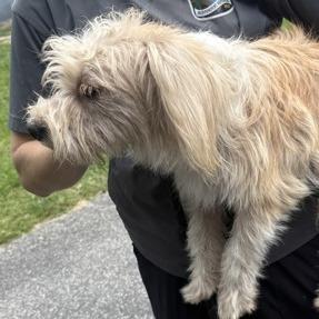 Enlarge Vanilla Ice, a Adoptable mixed breed in East Hanover, NJ image 1/5