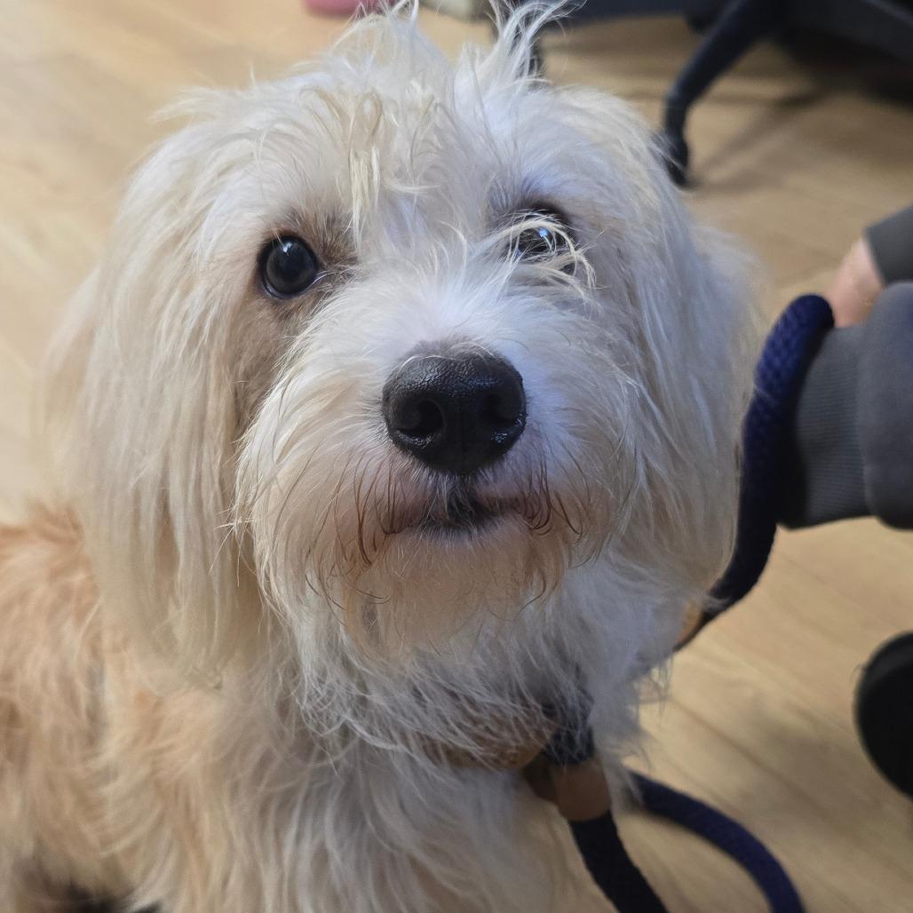 Enlarge Vanilla Ice, a Adoptable mixed breed in East Hanover, NJ image 2/5