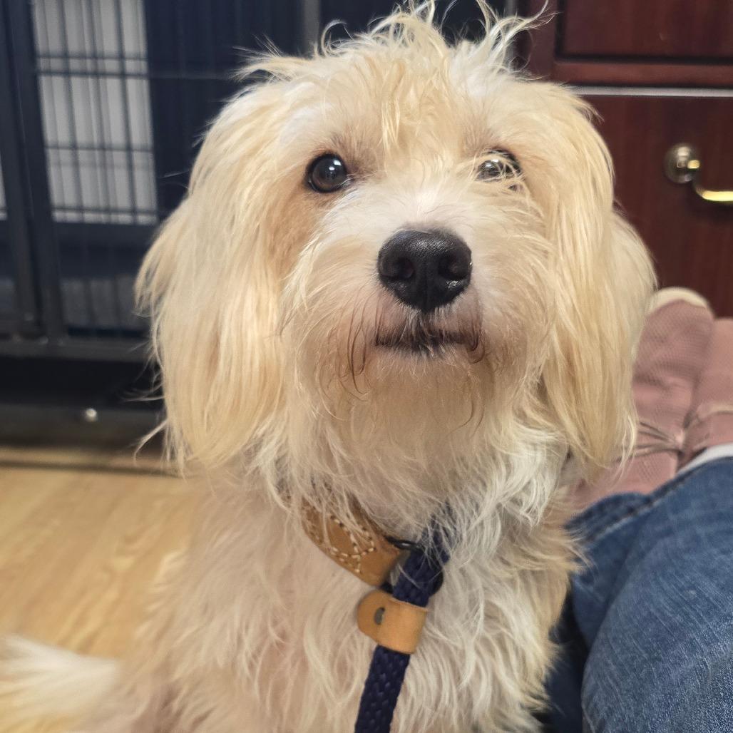 Enlarge Vanilla Ice, a Adoptable mixed breed in East Hanover, NJ image 4/5