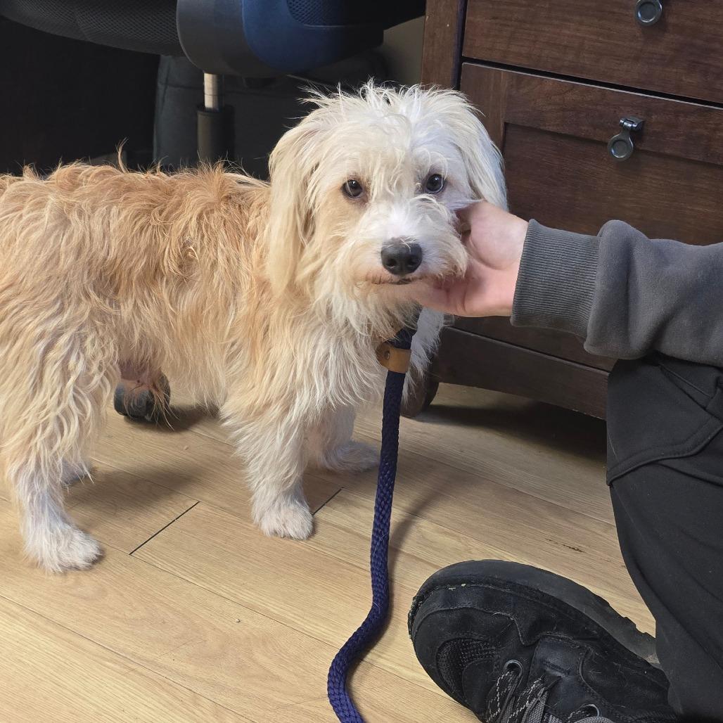 Enlarge Vanilla Ice, a Adoptable mixed breed in East Hanover, NJ image 5/5