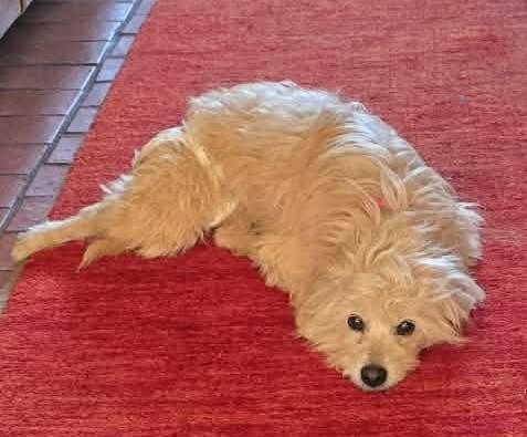 Enlarge Snowdrop, a Adoptable mixed breed in Hagerstown, MD image 3/6