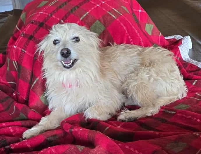 Enlarge Snowdrop, a Adoptable mixed breed in Hagerstown, MD image 2/6