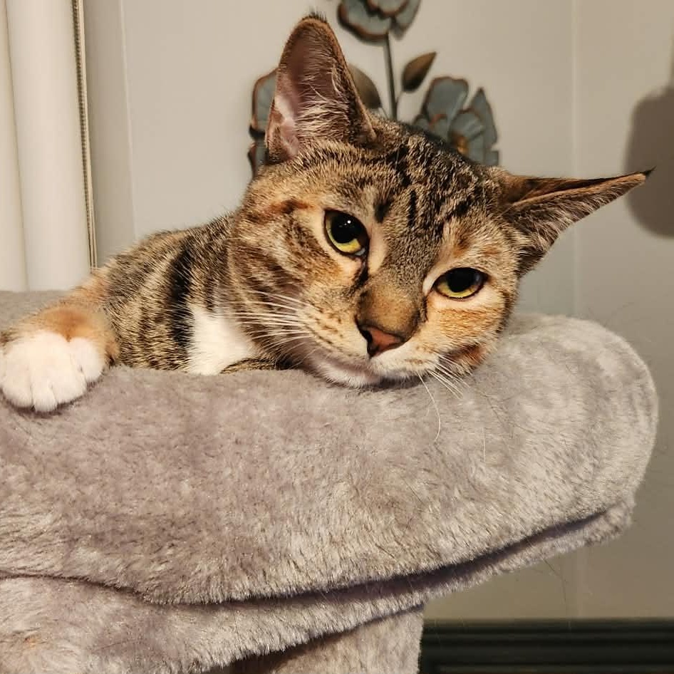 Enlarge Buckwheat, a Adoptable Domestic Medium Hair in Westland, MI image 1/6