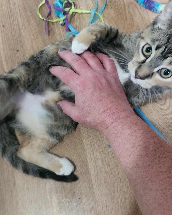 Enlarge Buckwheat, a Adoptable Domestic Medium Hair in Westland, MI image 4/6