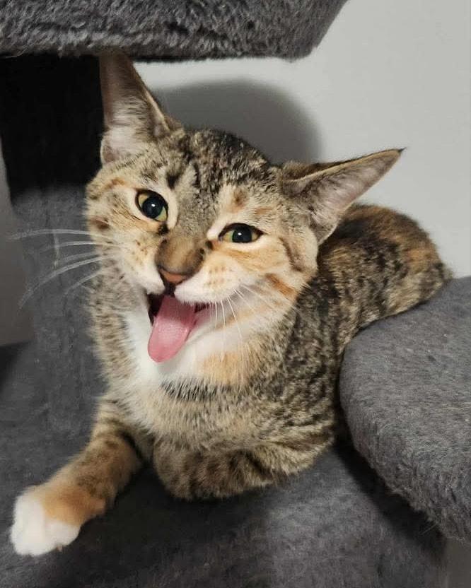 Enlarge Buckwheat, a Adoptable Domestic Medium Hair in Westland, MI image 3/6