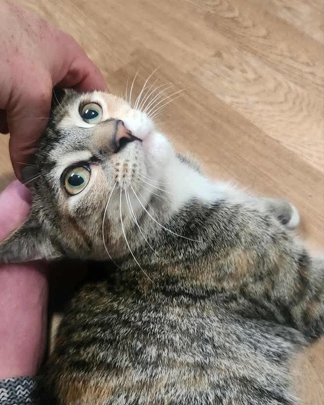 Enlarge Buckwheat, a Adoptable Domestic Medium Hair in Westland, MI image 2/6