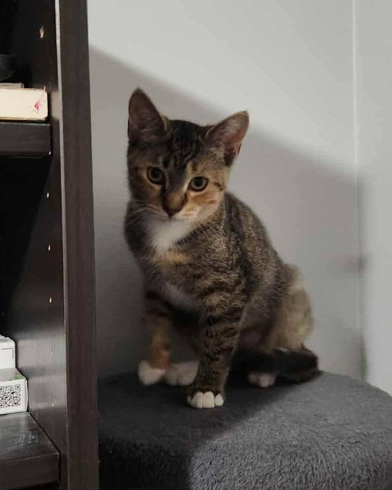 Enlarge Buckwheat, a Adoptable Domestic Medium Hair in Westland, MI image 5/6