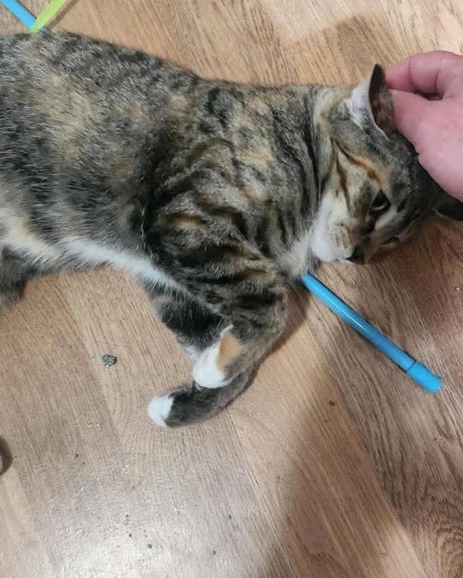 Enlarge Buckwheat, a Adoptable Domestic Medium Hair in Westland, MI image 6/6