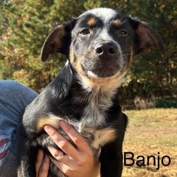 Banjo